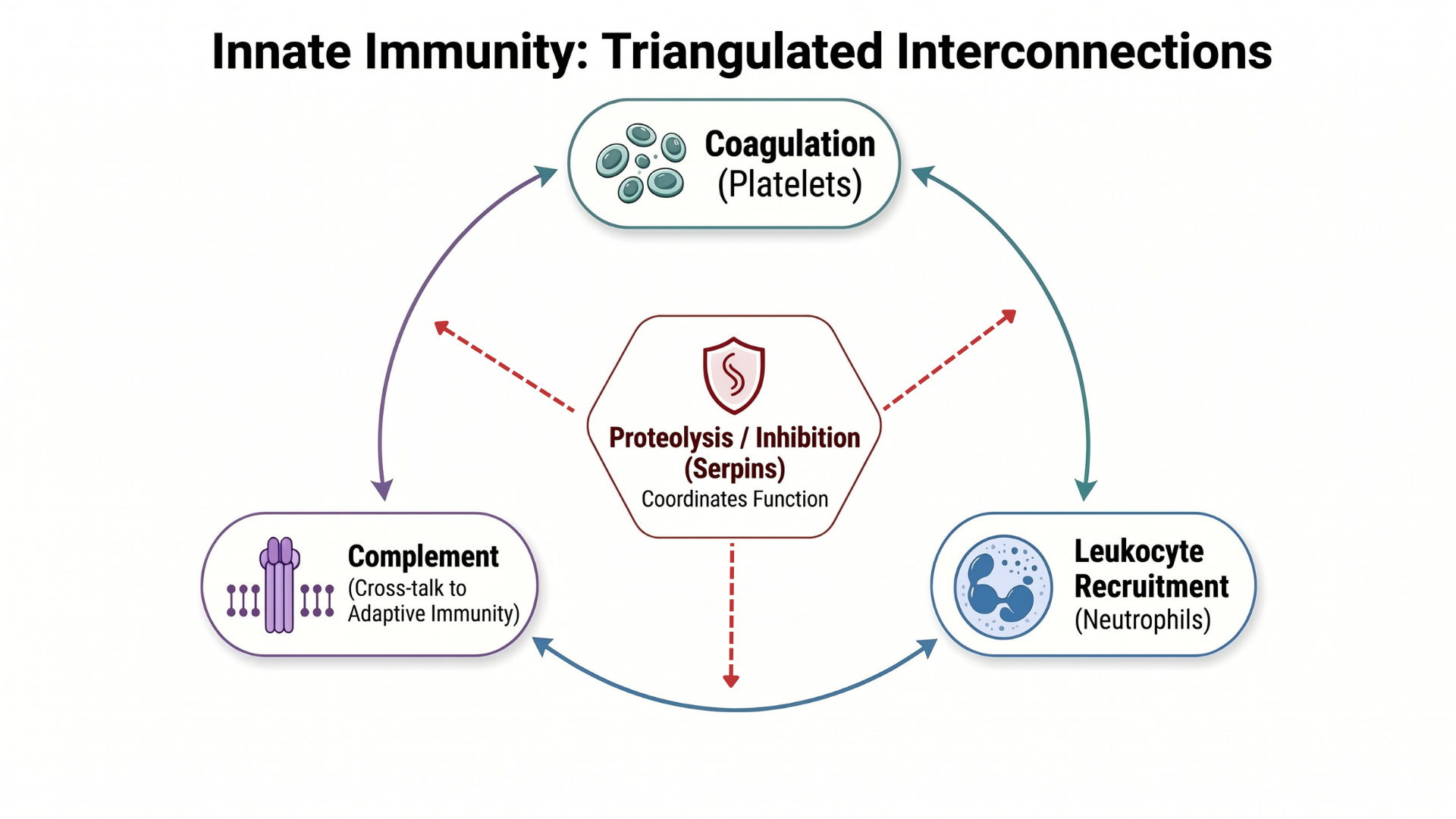 Innate Immunity